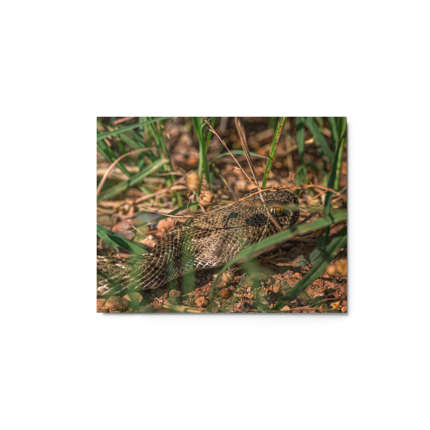 Caprock Canyons Rattlesnake Metal