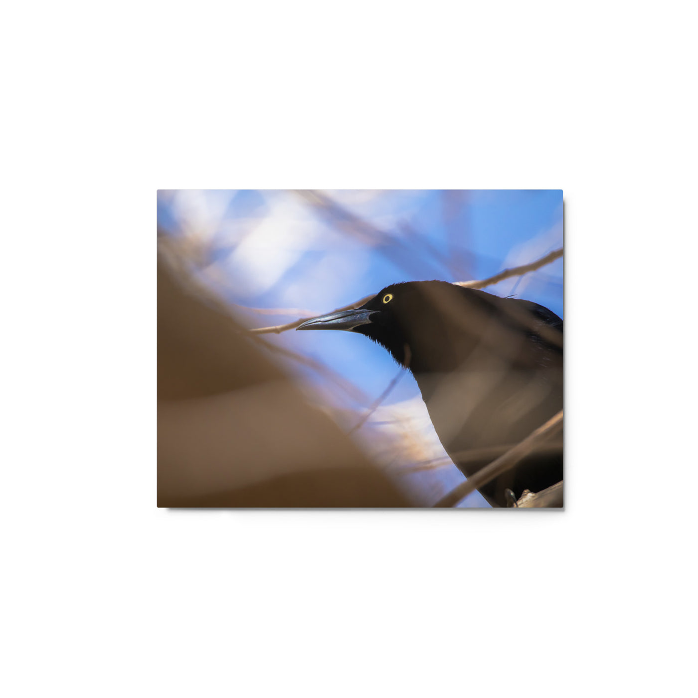 Perched Grackle Metal