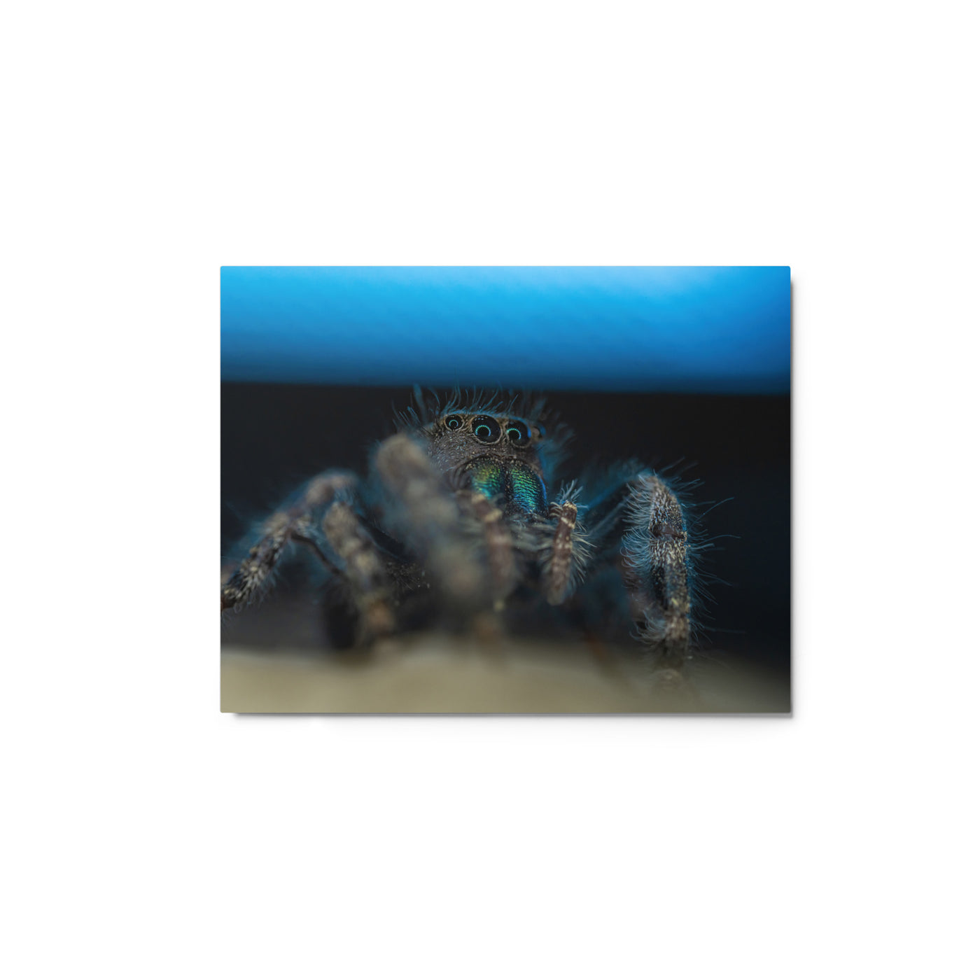 Jumping Spider Metal
