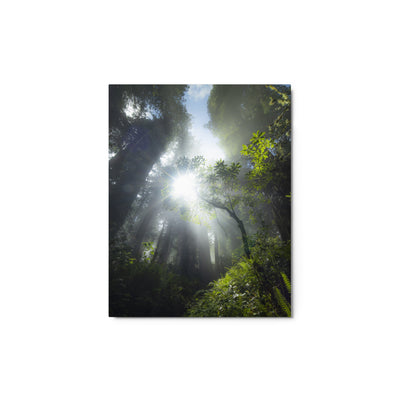 Redwoods Halo Metal