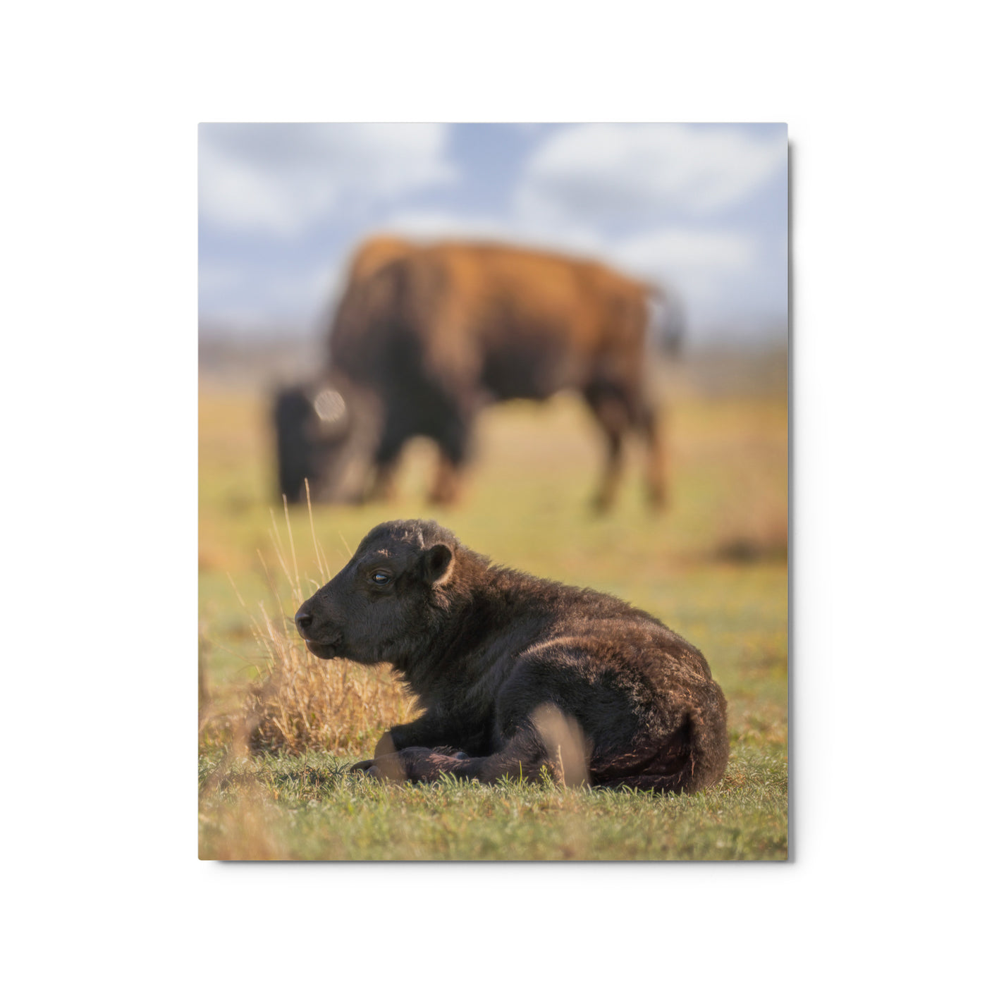 Caprock Canyons Bison Calf Metal