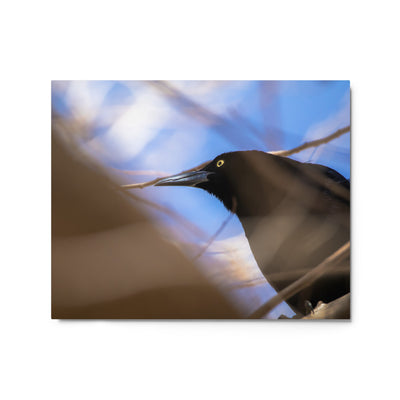 Perched Grackle Metal