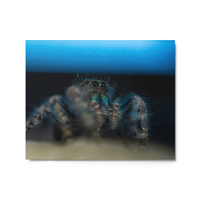 Jumping Spider Metal