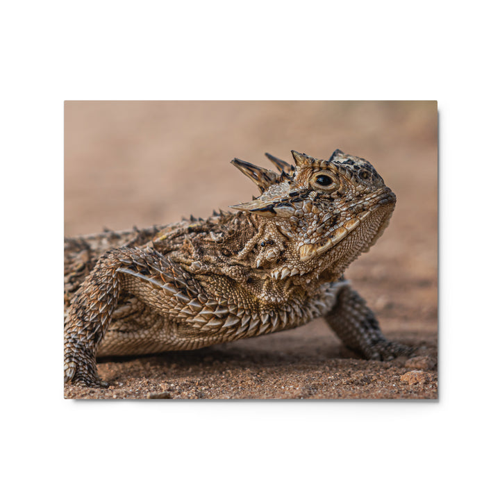 Texas Horned Lizard Metal