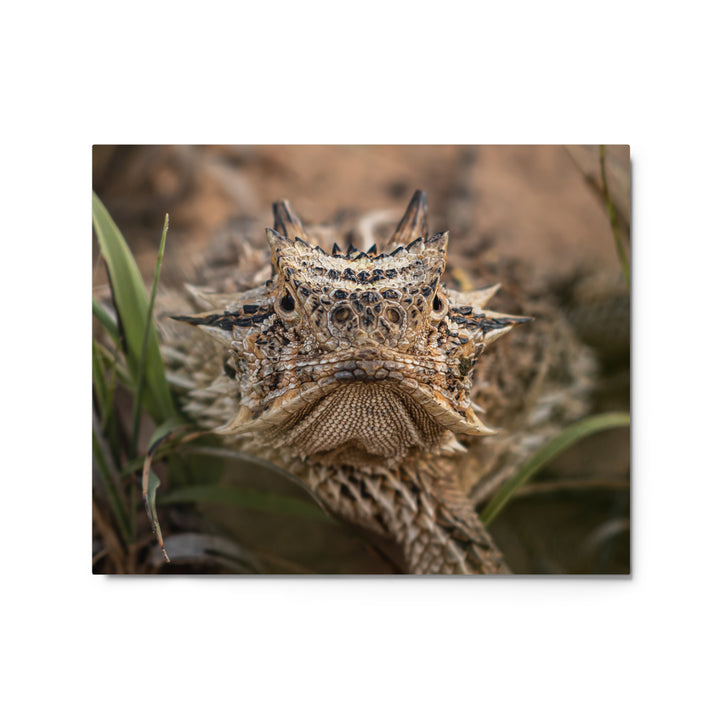 Texas Horned Lizard Stare Metal