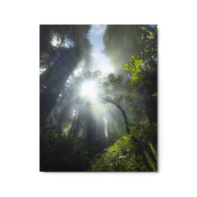 Redwoods Halo Metal