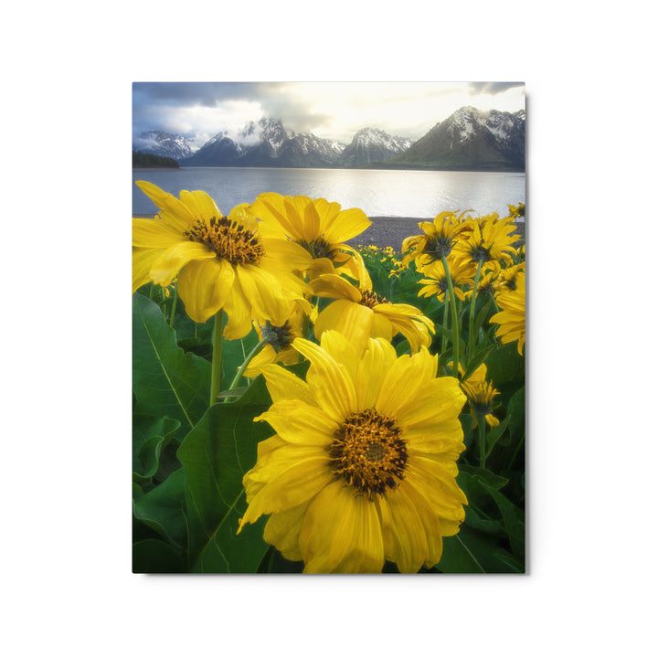 Grand Teton Wildflowers Metal