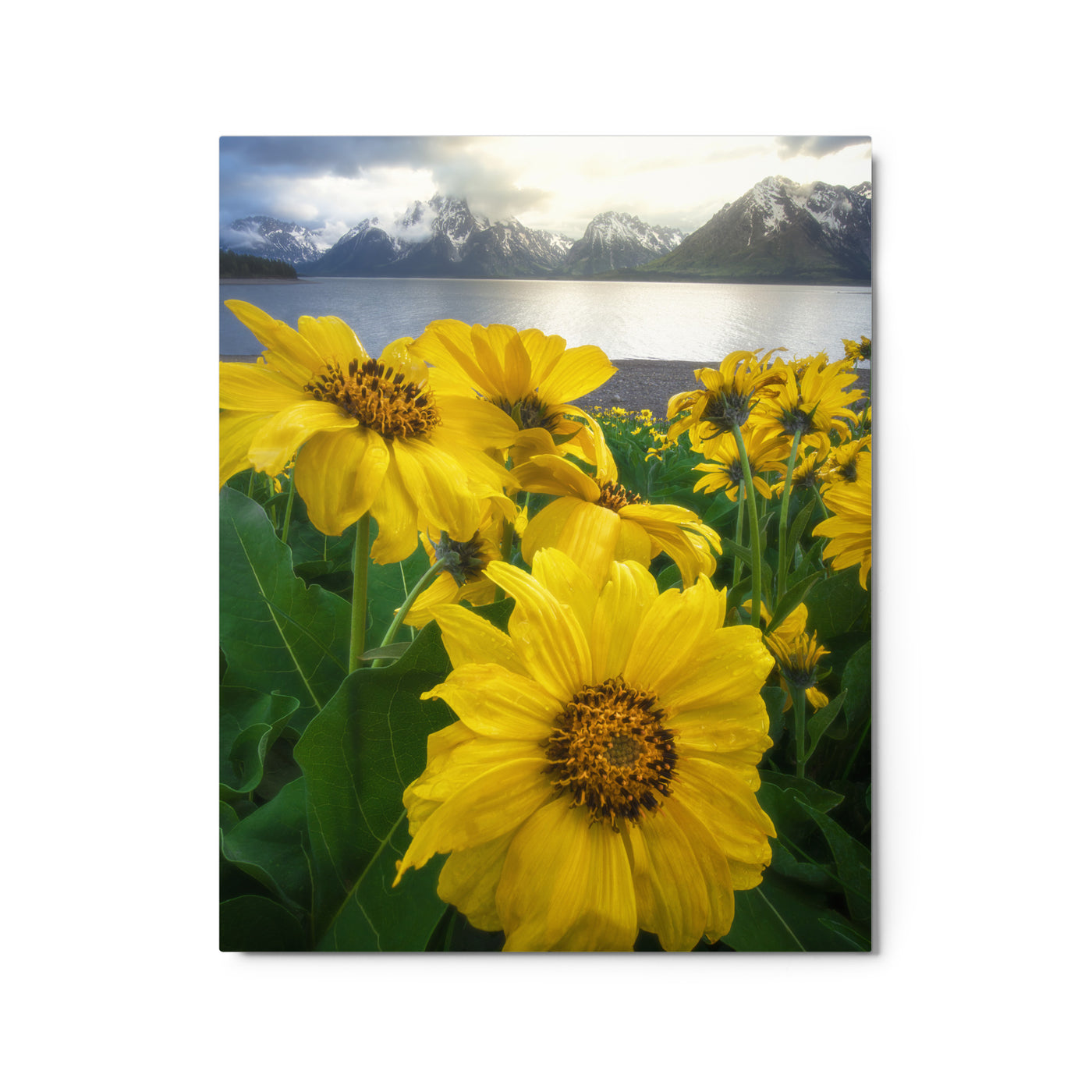 Grand Teton Wildflowers Metal