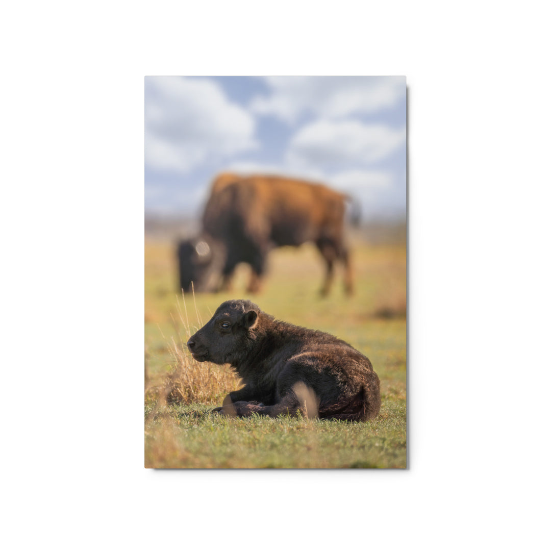 Caprock Canyons Bison Calf Metal