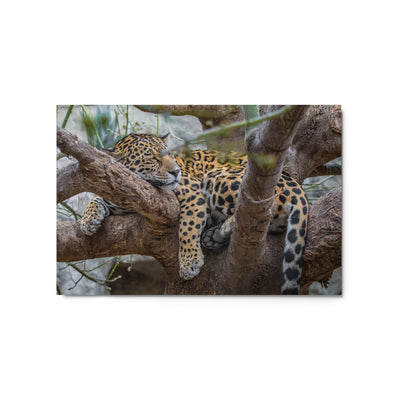 Sleepy Jaguar Metal
