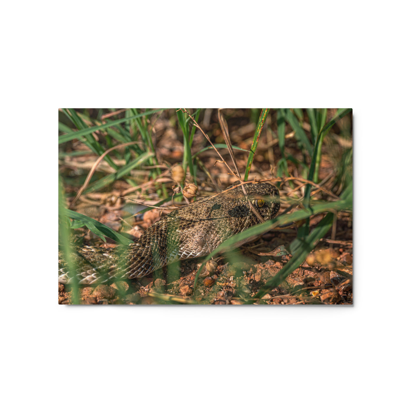 Caprock Canyons Rattlesnake Metal