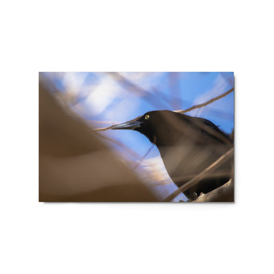 Perched Grackle Metal