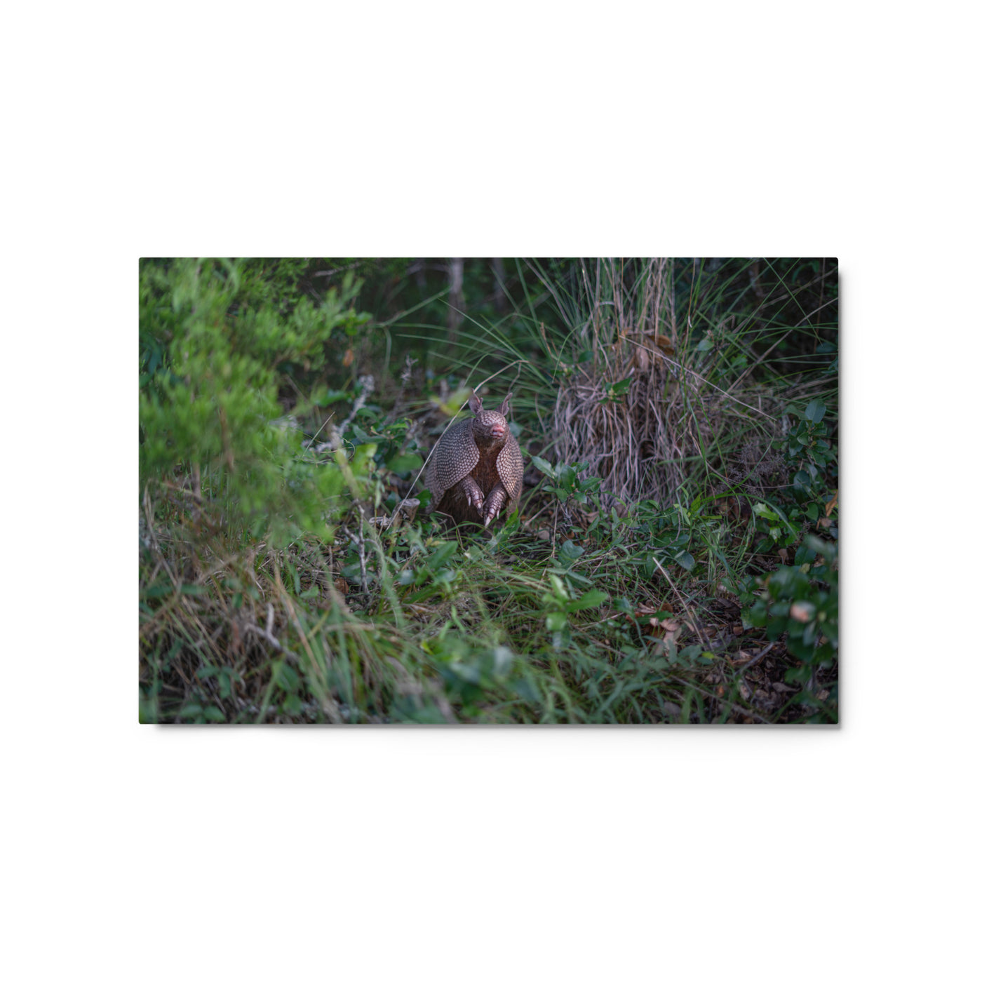 Hill Country Armadillo Metal
