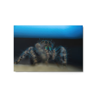 Jumping Spider Metal