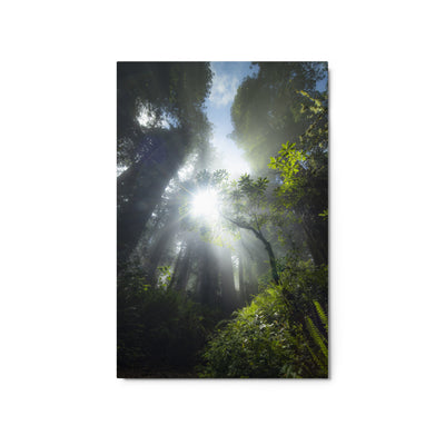 Redwoods Halo Metal