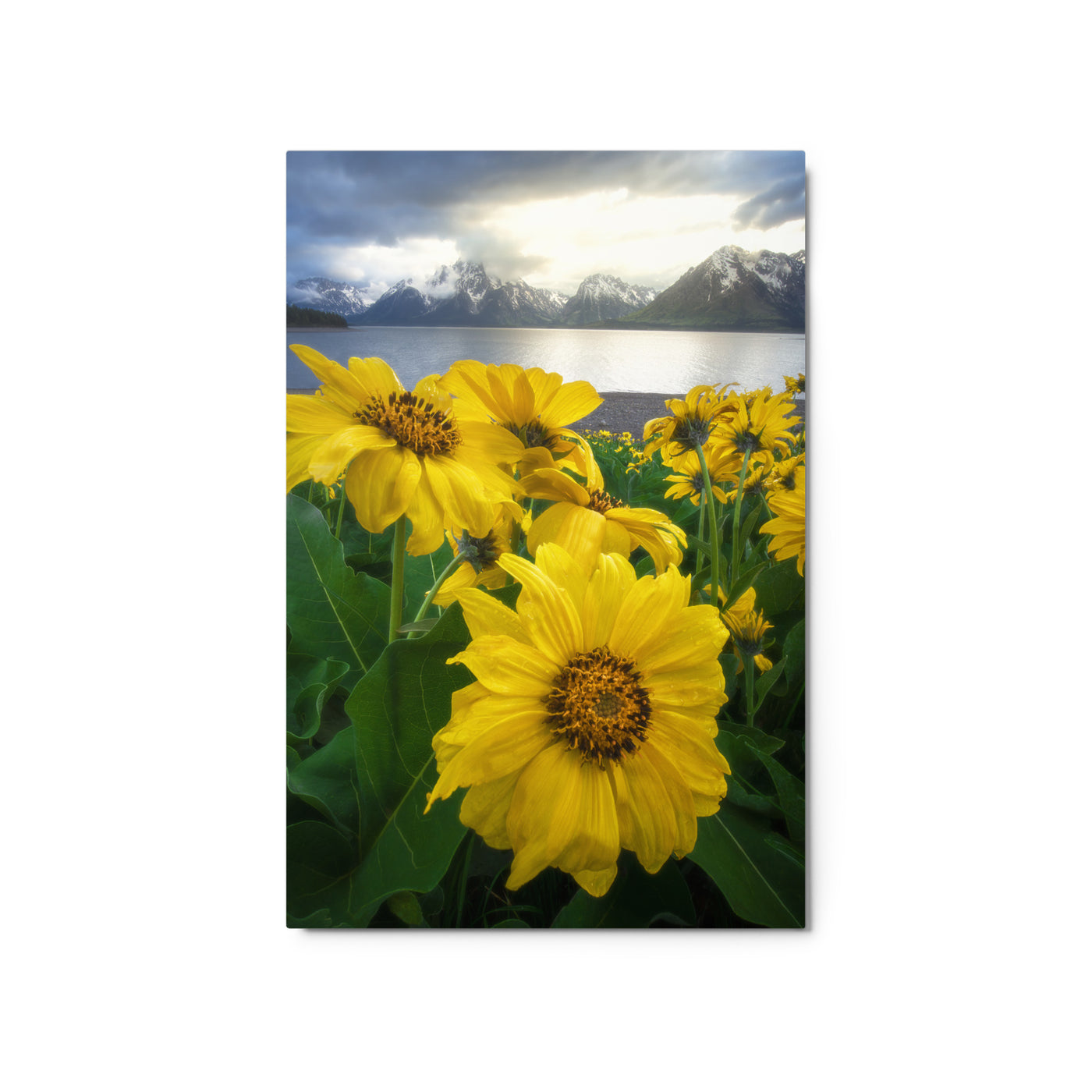 Grand Teton Wildflowers Metal