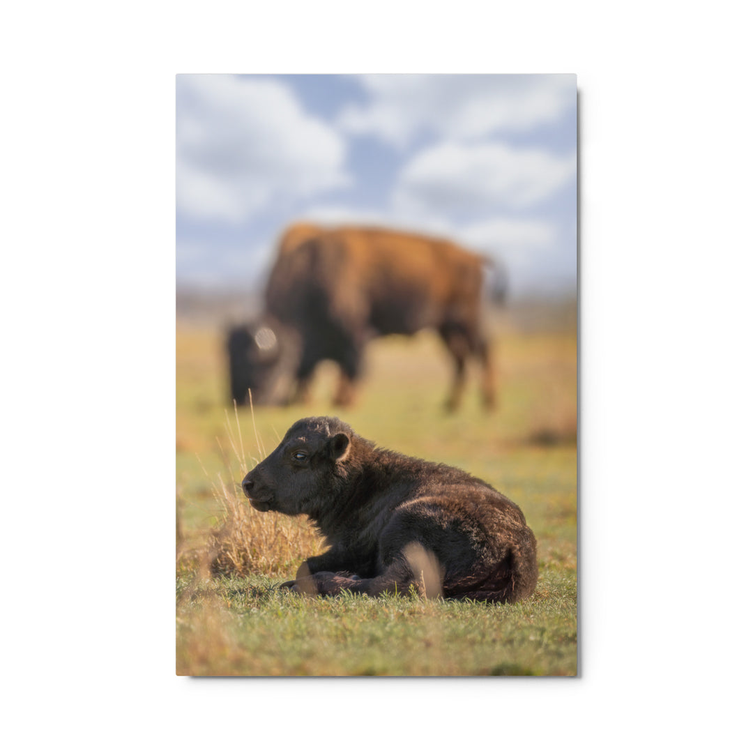 Caprock Canyons Bison Calf Metal