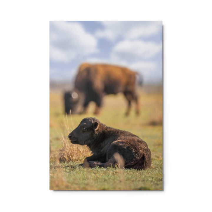 Caprock Canyons Bison Calf Metal