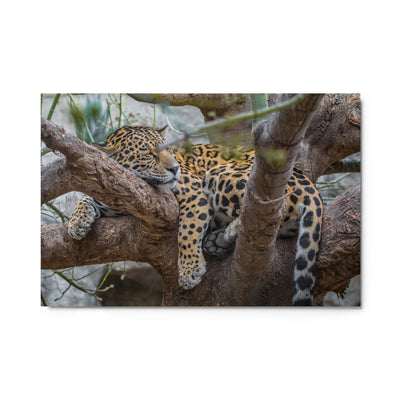 Sleepy Jaguar Metal
