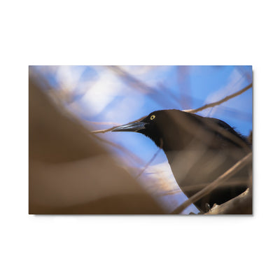 Perched Grackle Metal
