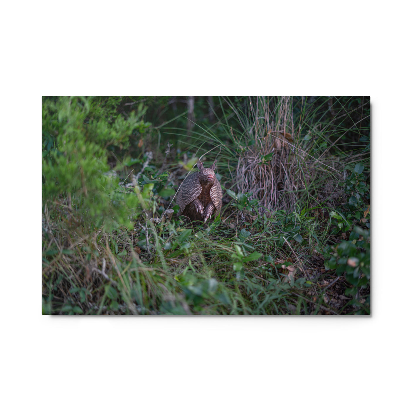 Hill Country Armadillo Metal
