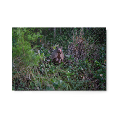 Hill Country Armadillo Metal