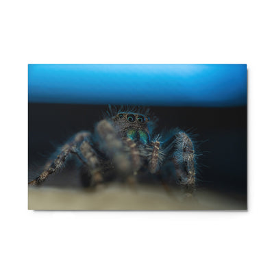 Jumping Spider Metal