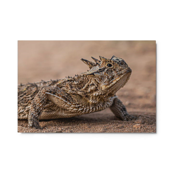 Texas Horned Lizard Metal