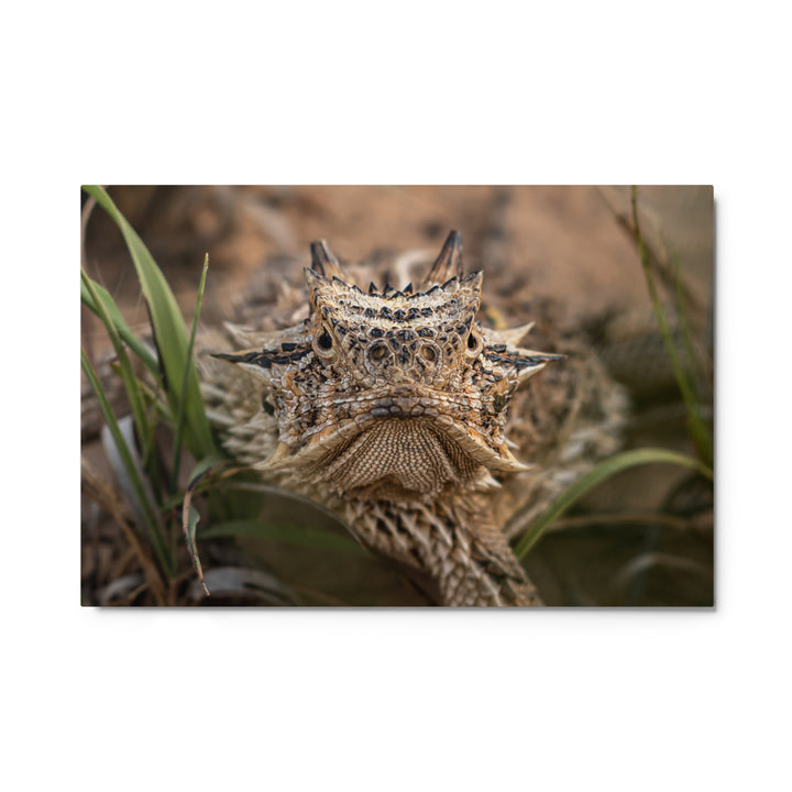Texas Horned Lizard Stare Metal