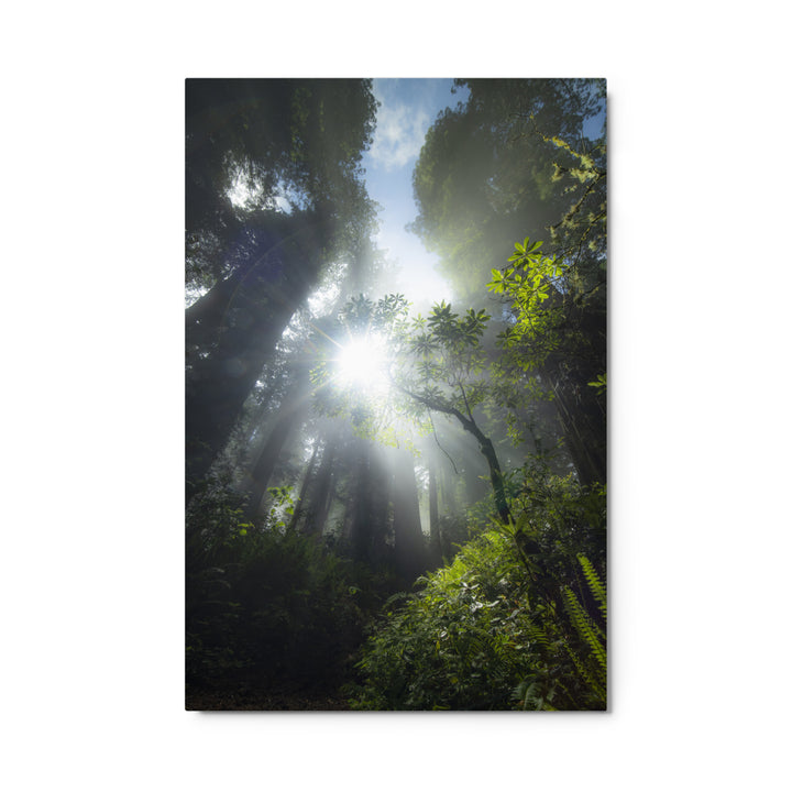 Redwoods Halo Metal