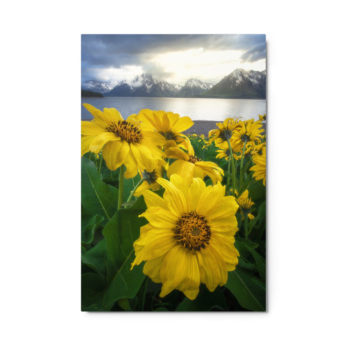 Grand Teton Wildflowers Metal