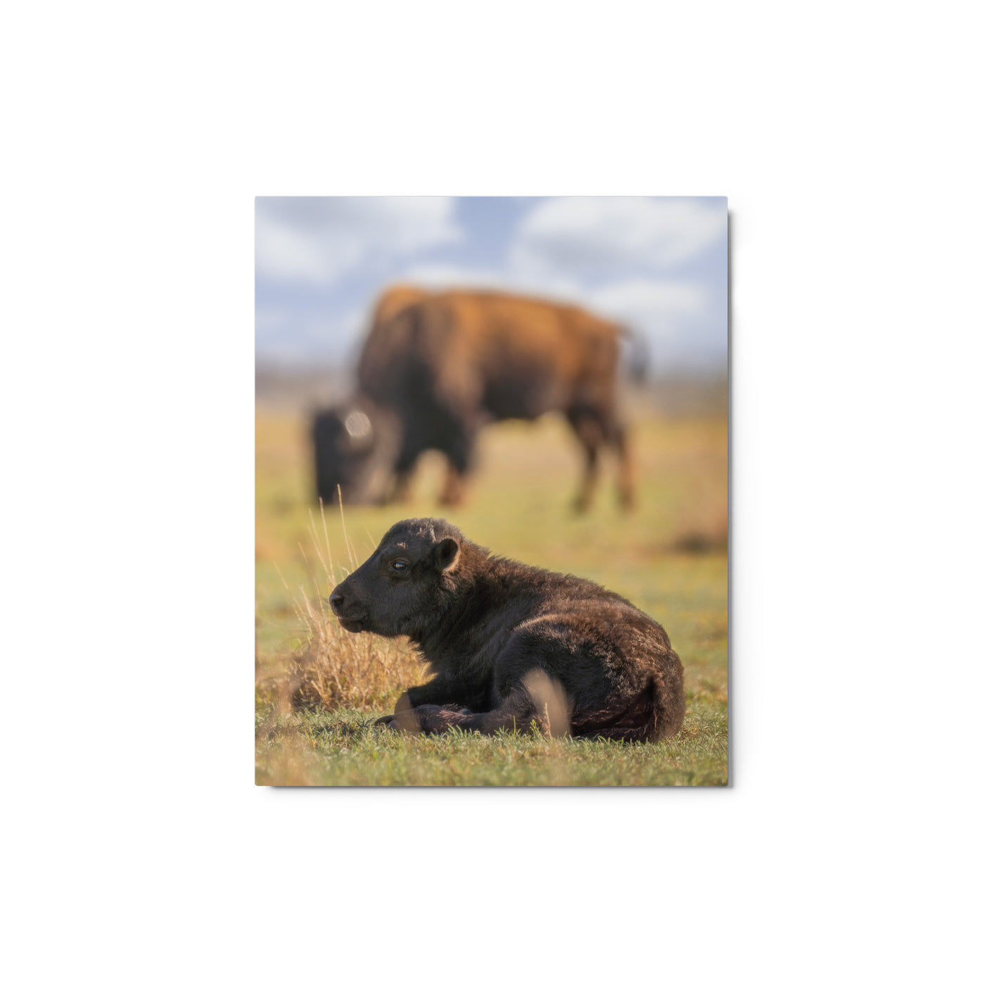 Caprock Canyons Bison Calf Metal