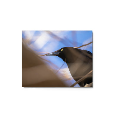 Perched Grackle Metal