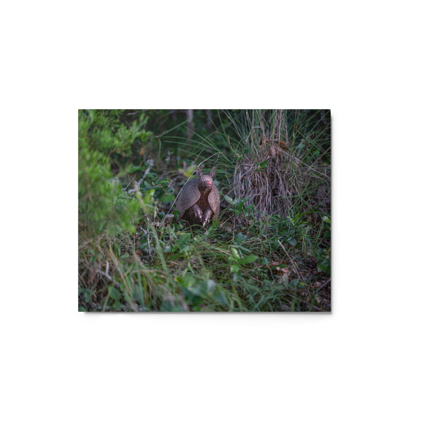 Hill Country Armadillo Metal