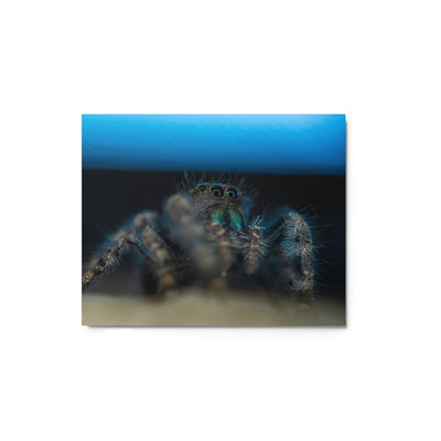 Jumping Spider Metal