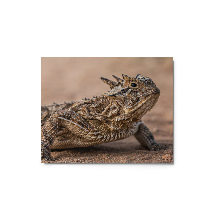 Texas Horned Lizard Metal