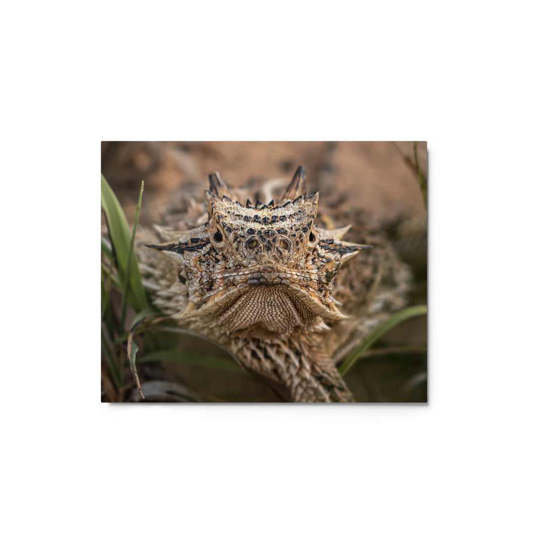 Texas Horned Lizard Stare Metal