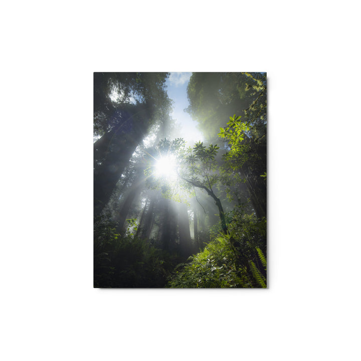 Redwoods Halo Metal