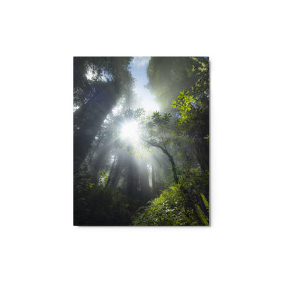 Redwoods Halo Metal