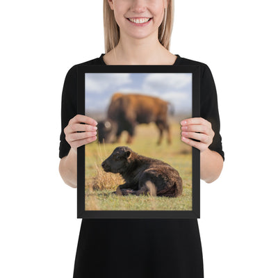 Caprock Canyons Bison Calf Framed Luster