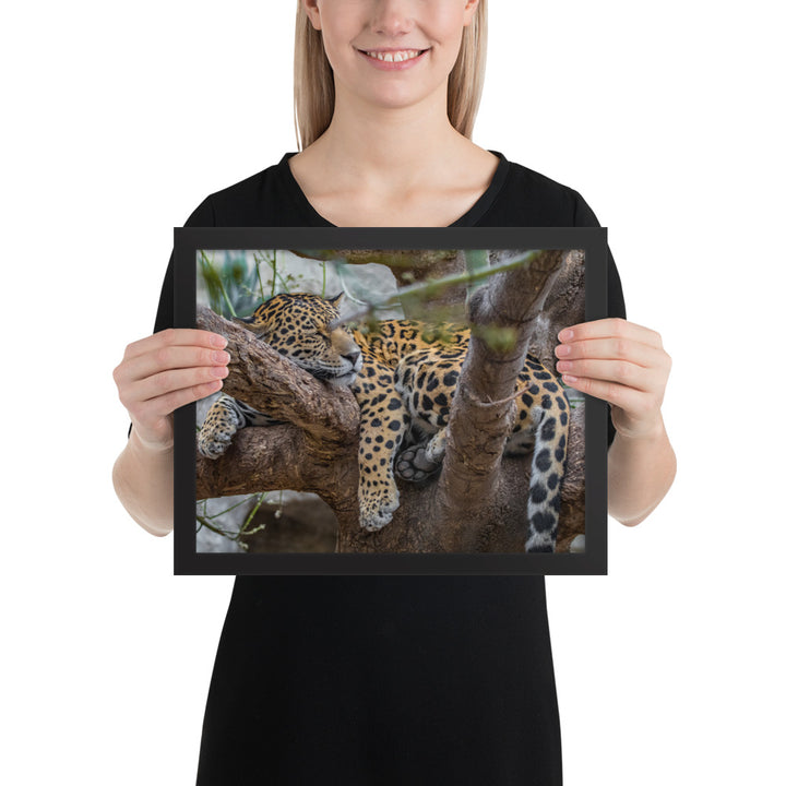 Sleepy Jaguar Framed Luster