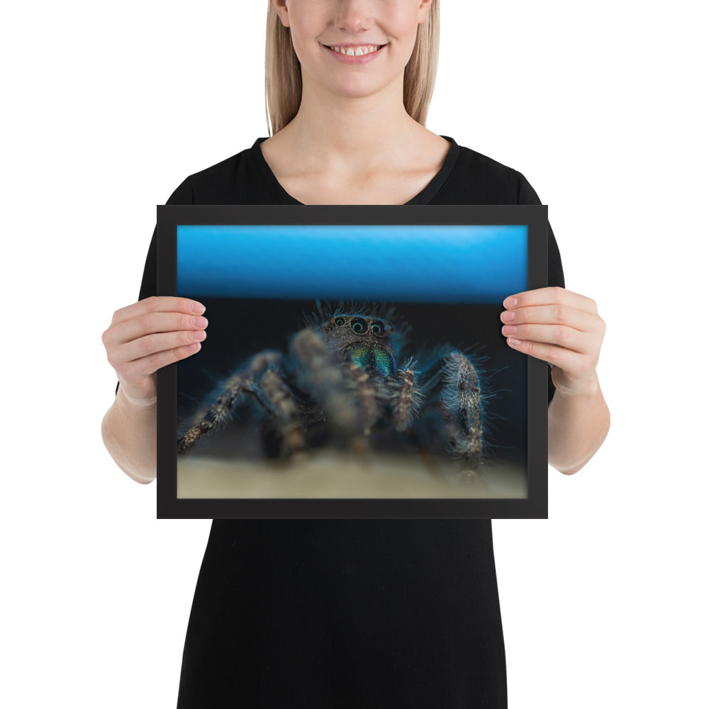 Jumping Spider Framed Luster