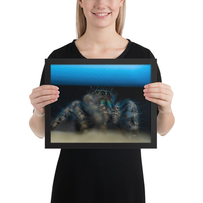 Jumping Spider Framed Luster