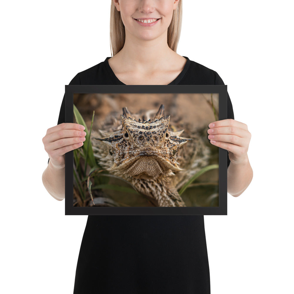 Texas Horned Lizard Stare Framed Luster