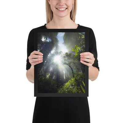 Redwoods Halo Framed Luster