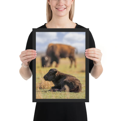 Caprock Canyons Bison Calf Framed Luster