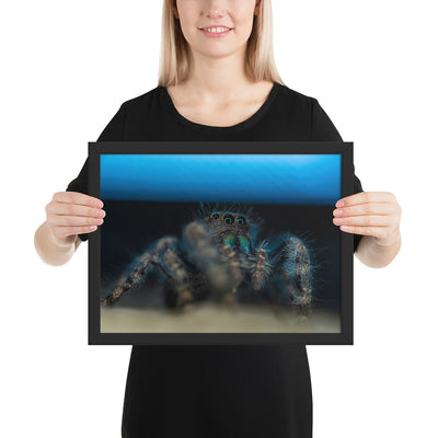 Jumping Spider Framed Luster