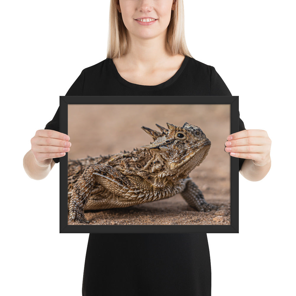 Texas Horned Lizard Framed Luster