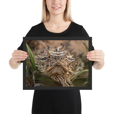 Texas Horned Lizard Stare Framed Luster