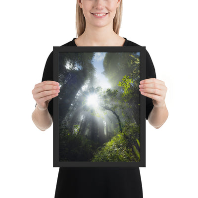 Redwoods Halo Framed Luster